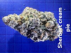 Sherpert cream pie