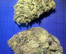 Chemdawg cannabis strain flower