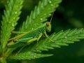 Grasshopper Canna CBD